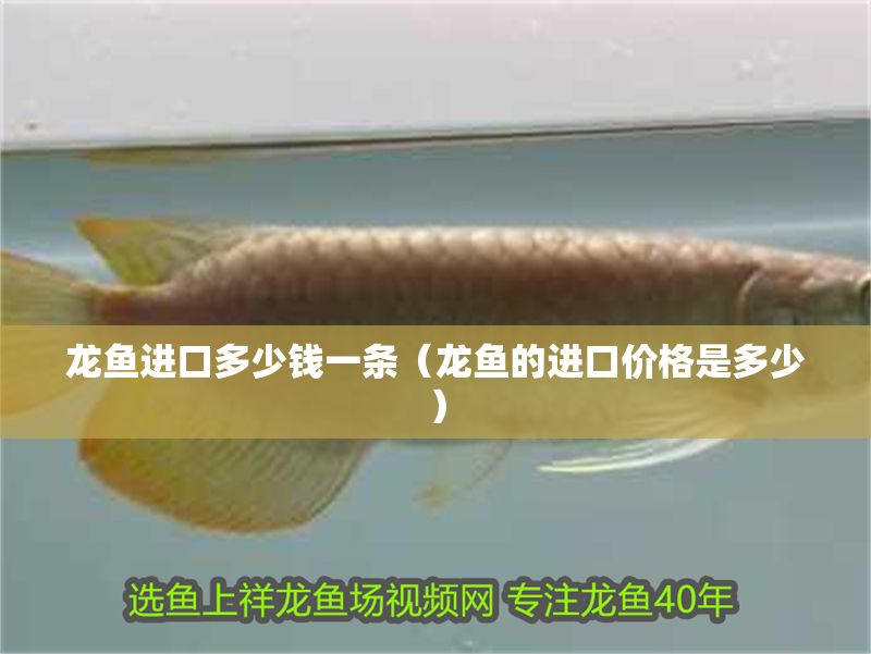 龍魚進口多少錢一條（龍魚的進口價格是多少）