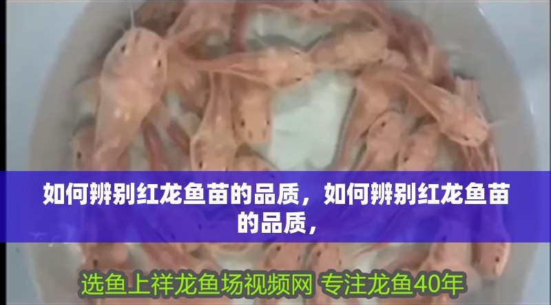 魚缸用增氧泵價格是多少:魚缸增氧機-xtrac增氧機-xtrac增氧機 如何辨別紅龍魚苗的品質(zhì),如何辨別紅龍魚苗的品質(zhì), 龍魚百科 如何辨別紅龍魚苗的品質(zhì),如何辨別紅龍魚苗的品質(zhì), 如何辨別紅龍魚苗的品質(zhì),如何辨別紅龍魚苗的品質(zhì), 龍魚百科