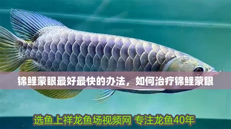 錦鯉蒙眼最好最快的辦法，如何治療錦鯉蒙眼