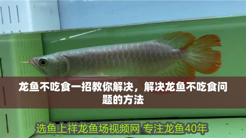 龍魚不吃食一招教你解決，解決龍魚不吃食問題的方法
