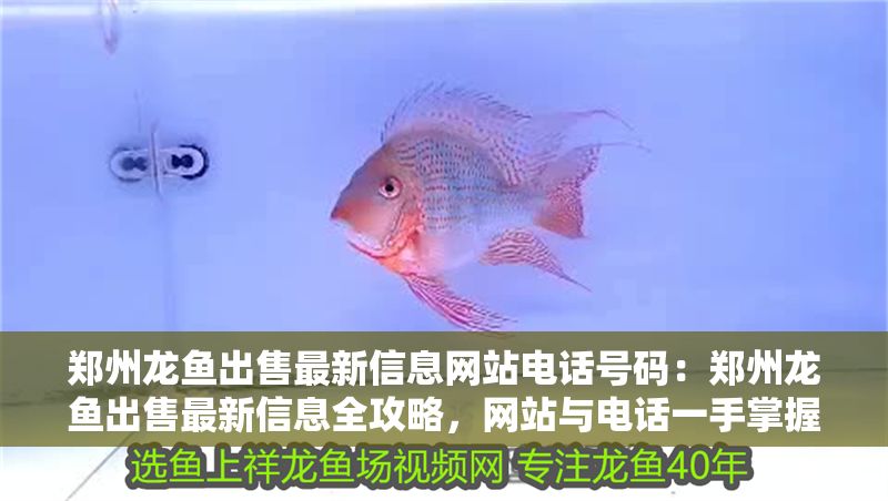 鄭州龍魚出售最新信息網站電話號碼：鄭州龍魚出售最新信息全攻略，網站與電話一手掌握