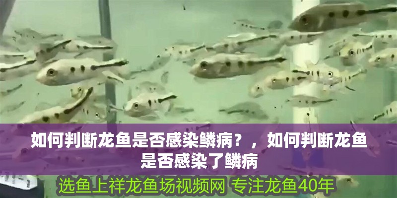 如何判斷龍魚(yú)是否感染鱗病？，如何判斷龍魚(yú)是否感染了鱗病