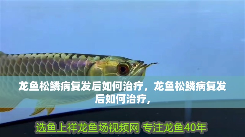龍魚松鱗病復發后如何治療，龍魚松鱗病復發后如何治療,