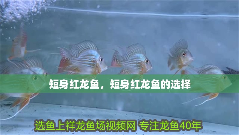 短身紅龍魚，短身紅龍魚的選擇 短身紅龍魚，短身紅龍魚的選擇 龍魚百科