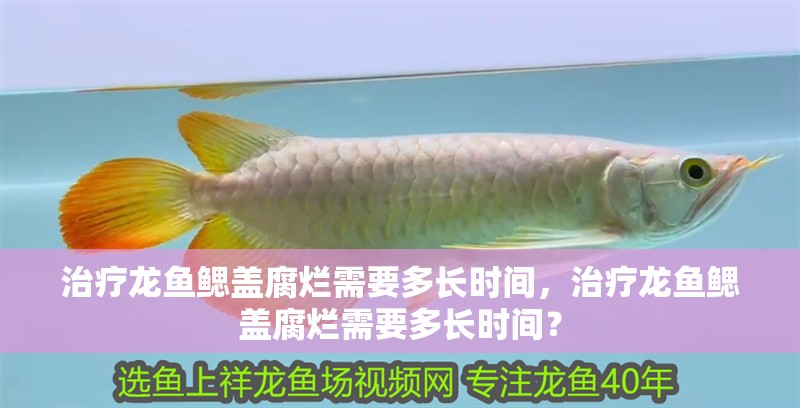 治療龍魚鰓蓋腐爛需要多長時間，治療龍魚鰓蓋腐爛需要多長時間？ 治療龍魚鰓蓋腐爛需要多長時間，治療龍魚鰓蓋腐爛需要多長時間？ 龍魚百科