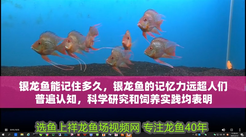 銀龍魚能記住多久，銀龍魚的記憶力遠超人們普遍認知，科學研究和飼養實踐均表明 銀龍魚能記住多久，銀龍魚的記憶力遠超人們普遍認知，科學研究和飼養實踐均表明 龍魚百科