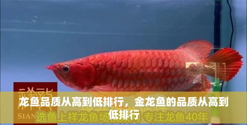 龍魚品質從高到低排行，金龍魚的品質從高到低排行