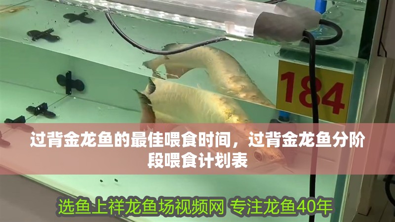 過背金龍魚的最佳喂食時間，過背金龍魚分階段喂食計劃表