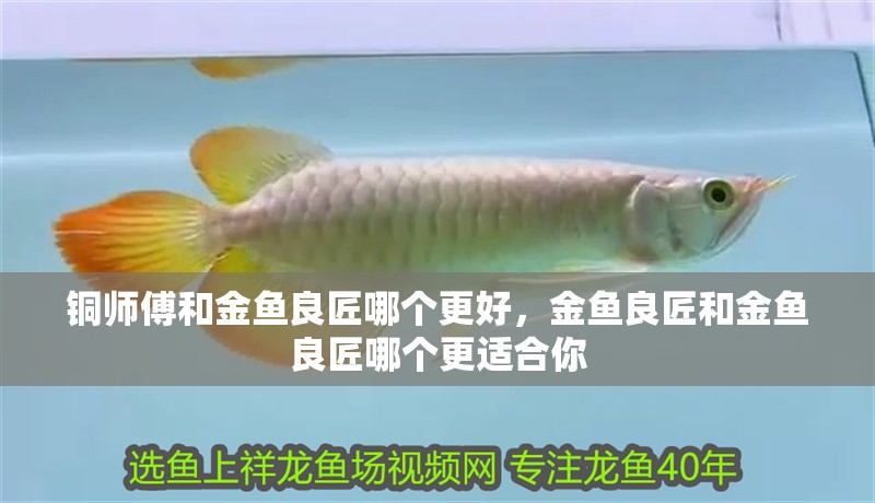 鸚鵡魚和銀龍魚混養(yǎng)怎樣喂食 銅師傅和金魚良匠哪個更好,金魚良匠和金魚良匠哪個更適合你 龍魚百科 銅師傅和金魚良匠哪個更好,金魚良匠和金魚良匠哪個更適合你 銅師傅和金魚良匠哪個更好,金魚良匠和金魚良匠哪個更適合你 龍魚百科