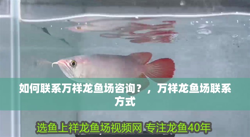 如何聯系萬祥龍魚場咨詢？，萬祥龍魚場聯系方式 如何聯系萬祥龍魚場咨詢？，萬祥龍魚場聯系方式 龍魚百科