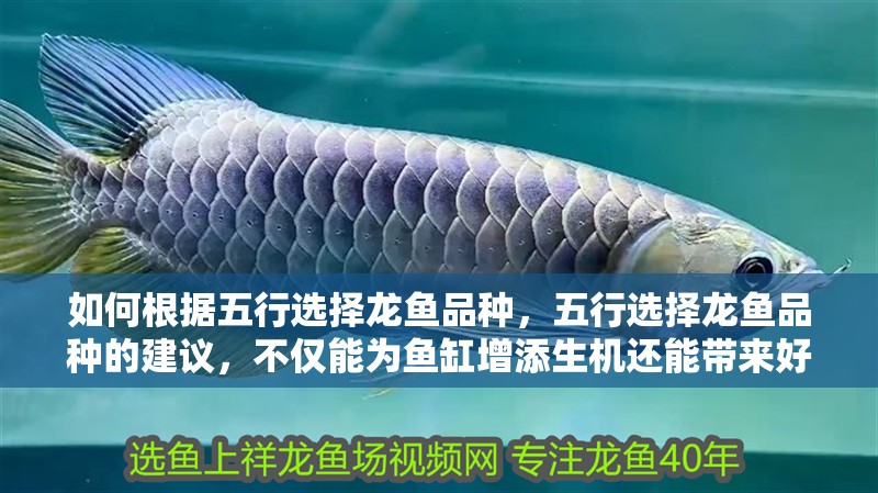 如何根據五行選擇龍魚品種，五行選擇龍魚品種的建議，不僅能為魚缸增添生機還能帶來好運 如何根據五行選擇龍魚品種，五行選擇龍魚品種的建議，不僅能為魚缸增添生機還能帶來好運 龍魚百科
