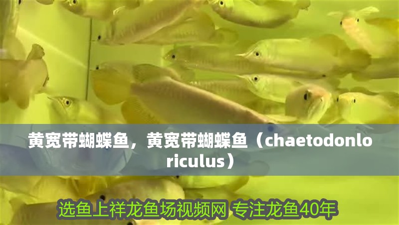 黃寬帶蝴蝶魚，黃寬帶蝴蝶魚（chaetodonloriculus）