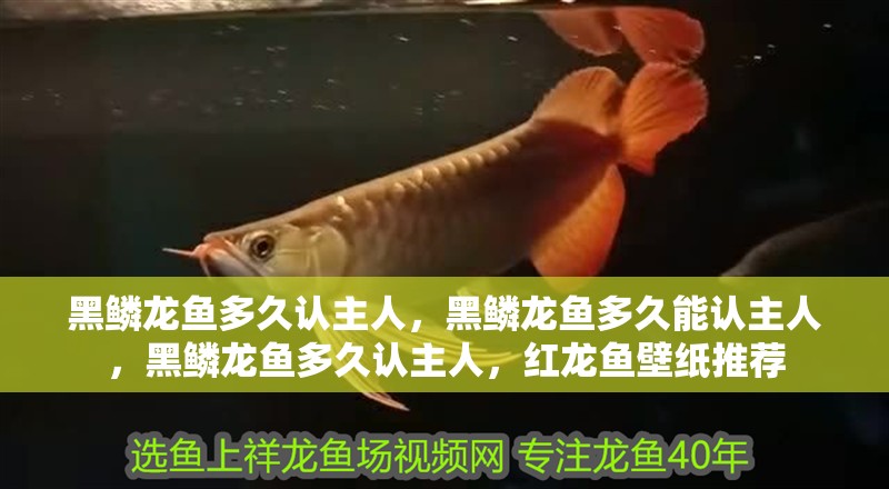 黑鱗龍魚多久認主人，黑鱗龍魚多久能認主人，黑鱗龍魚多久認主人，紅龍魚壁紙推薦