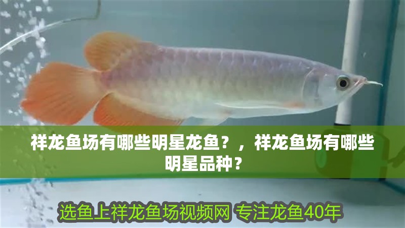 祥龍魚場有哪些明星龍魚？，祥龍魚場有哪些明星品種？ 祥龍魚場有哪些明星龍魚？，祥龍魚場有哪些明星品種？ 龍魚百科