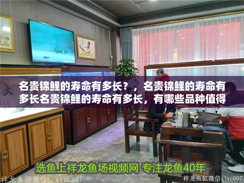 名貴錦鯉的壽命有多長？，名貴錦鯉的壽命有多長名貴錦鯉的壽命有多長，有哪些品種值得選購 名貴錦鯉的壽命有多長？，名貴錦鯉的壽命有多長名貴錦鯉的壽命有多長，有哪些品種值得選購 龍魚百科