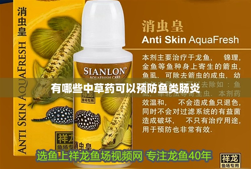 有哪些中草藥可以預防魚類腸炎 有哪些中草藥可以預防魚類腸炎 龍魚百科