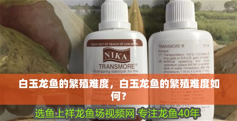 鸚鵡魚和銀龍魚混養怎樣喂食 白玉龍魚的繁殖難度,白玉龍魚的繁殖難度如何? 龍魚百科 白玉龍魚的繁殖難度,白玉龍魚的繁殖難度如何? 白玉龍魚的繁殖難度,白玉龍魚的繁殖難度如何? 龍魚百科