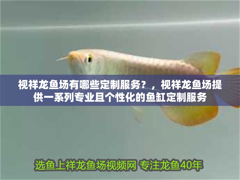 視祥龍魚場有哪些定制服務？，視祥龍魚場提供一系列專業且個性化的魚缸定制服務 視祥龍魚場有哪些定制服務？，視祥龍魚場提供一系列專業且個性化的魚缸定制服務 龍魚百科
