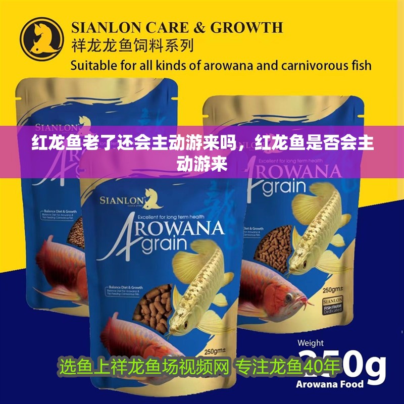 給大魚缸換水的作文:體驗(yàn)給大魚缸換水的樂趣:體驗(yàn)給大魚缸換水:給大魚缸換水的作文 紅龍魚老了還會主動游來嗎,紅龍魚是否會主動游來 龍魚百科 紅龍魚老了還會主動游來嗎,紅龍魚是否會主動游來 紅龍魚老了還會主動游來嗎,紅龍魚是否會主動游來 龍魚百科