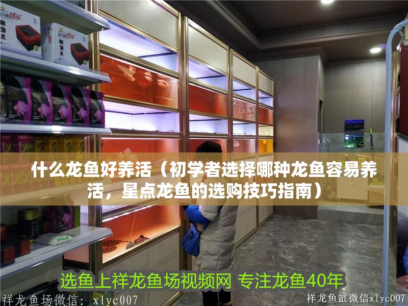 什么龍魚好養活（初學者選擇哪種龍魚容易養活，星點龍魚的選購技巧指南）