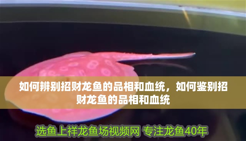 如何辨別招財龍魚的品相和血統(tǒng)，如何鑒別招財龍魚的品相和血統(tǒng)