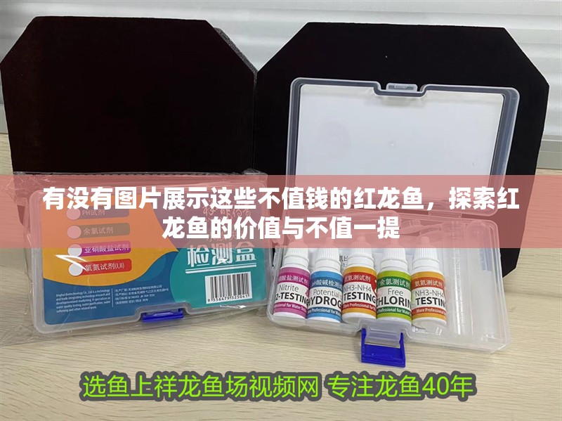 《天才相師》中有哪些女性角色，《天才相師》中有哪些女性角色？ 《天才相師》中有哪些女性角色，《天才相師》中有哪些女性角色？ 龍魚百科