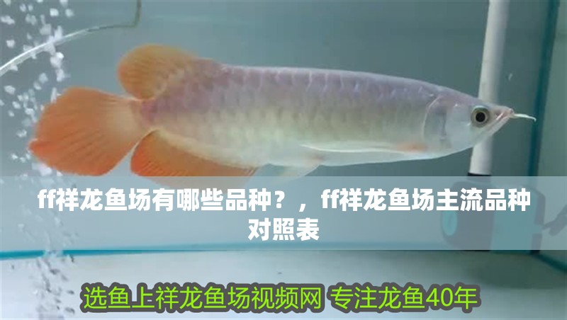 ff祥龍魚場有哪些品種？，ff祥龍魚場主流品種對照表