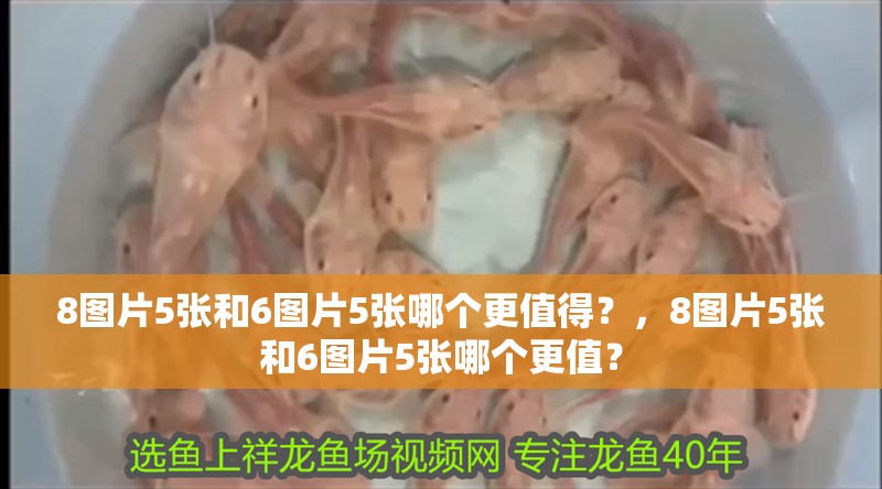 8圖片5張和6圖片5張哪個(gè)更值得？，8圖片5張和6圖片5張哪個(gè)更值？