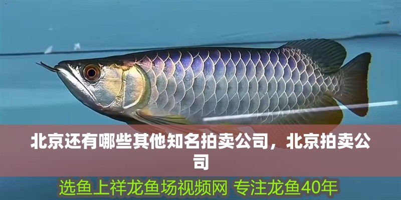 北京還有哪些其他知名拍賣公司，北京拍賣公司 北京還有哪些其他知名拍賣公司，北京拍賣公司 龍魚百科