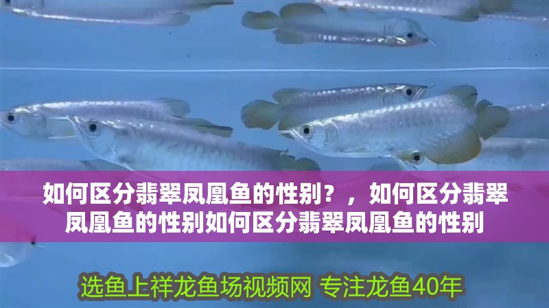 如何區(qū)分翡翠鳳凰魚的性別？，如何區(qū)分翡翠鳳凰魚的性別如何區(qū)分翡翠鳳凰魚的性別 如何區(qū)分翡翠鳳凰魚的性別？，如何區(qū)分翡翠鳳凰魚的性別如何區(qū)分翡翠鳳凰魚的性別 龍魚百科
