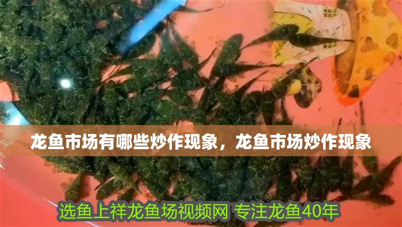 龍魚市場有哪些炒作現象，龍魚市場炒作現象