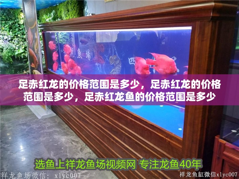 足赤紅龍的價格范圍是多少，足赤紅龍的價格范圍是多少，足赤紅龍魚的價格范圍是多少 足赤紅龍的價格范圍是多少，足赤紅龍的價格范圍是多少，足赤紅龍魚的價格范圍是多少 龍魚百科