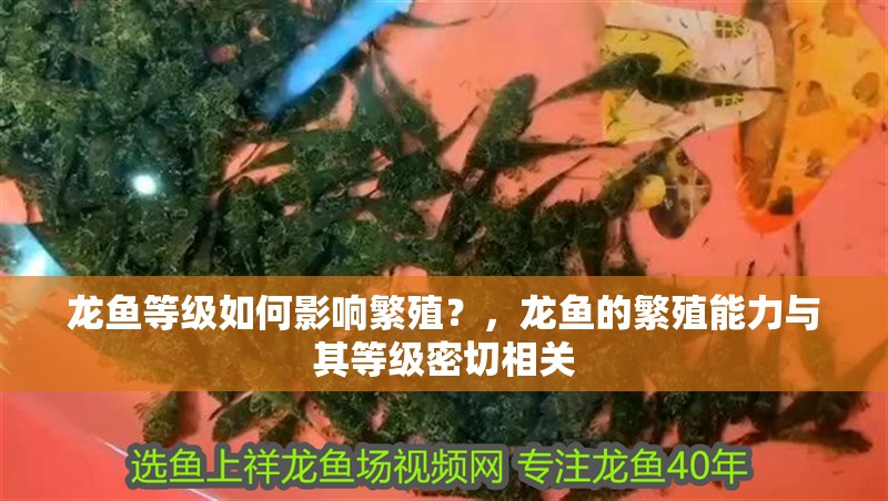 龍魚等級如何影響繁殖？，龍魚的繁殖能力與其等級密切相關 龍魚等級如何影響繁殖？，龍魚的繁殖能力與其等級密切相關 龍魚百科