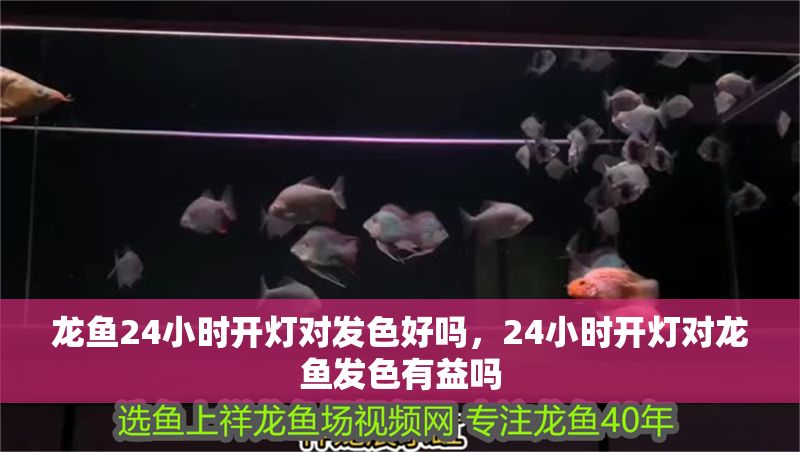 龍魚24小時開燈對發色好嗎，24小時開燈對龍魚發色有益嗎 龍魚24小時開燈對發色好嗎，24小時開燈對龍魚發色有益嗎 龍魚百科 第2張