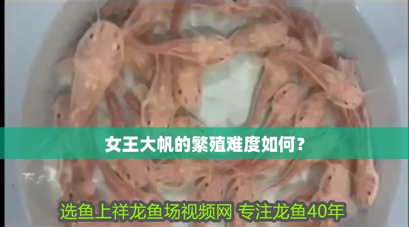 龍魚干蝦有營養嗎 女王大帆的繁殖難度如何? 龍魚百科 女王大帆的繁殖難度如何? 女王大帆的繁殖難度如何? 龍魚百科