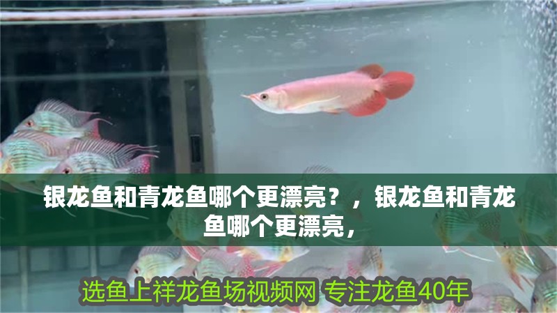 銀龍魚和青龍魚哪個更漂亮？，銀龍魚和青龍魚哪個更漂亮， 銀龍魚和青龍魚哪個更漂亮？，銀龍魚和青龍魚哪個更漂亮， 龍魚百科