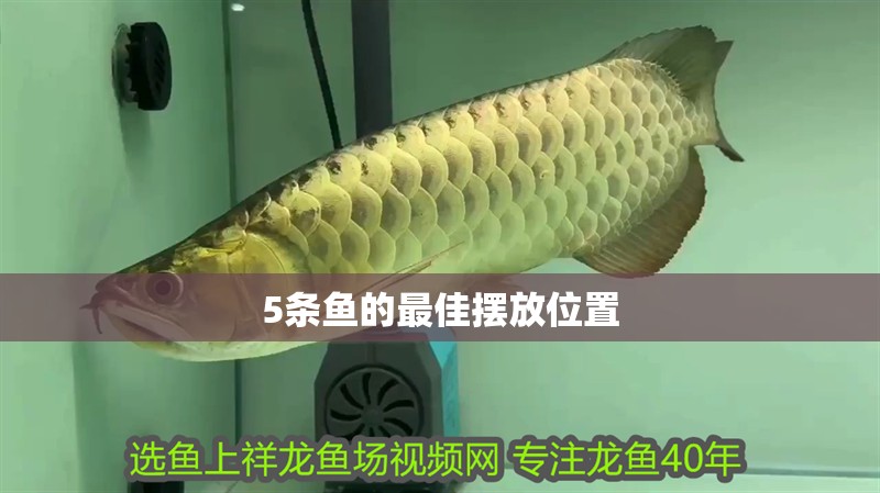 魚缸用增氧泵價格是多少:魚缸增氧機-xtrac增氧機-xtrac增氧機 5條魚的最佳擺放位置 龍魚百科 5條魚的最佳擺放位置 5條魚的最佳擺放位置 龍魚百科