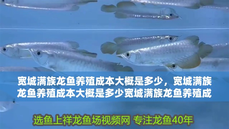 寬城滿族龍魚養殖成本大概是多少，寬城滿族龍魚養殖成本大概是多少寬城滿族龍魚養殖成本大概是多少 寬城滿族龍魚養殖成本大概是多少，寬城滿族龍魚養殖成本大概是多少寬城滿族龍魚養殖成本大概是多少 龍魚百科