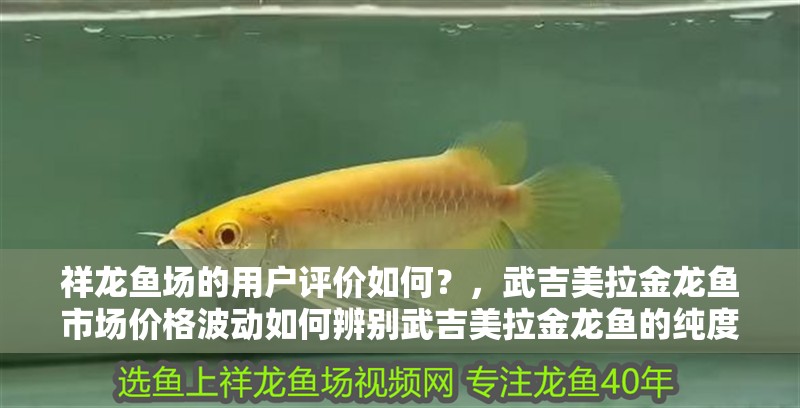祥龍魚場的用戶評價如何？，武吉美拉金龍魚市場價格波動如何辨別武吉美拉金龍魚的純度 祥龍魚場的用戶評價如何？，武吉美拉金龍魚市場價格波動如何辨別武吉美拉金龍魚的純度 龍魚百科