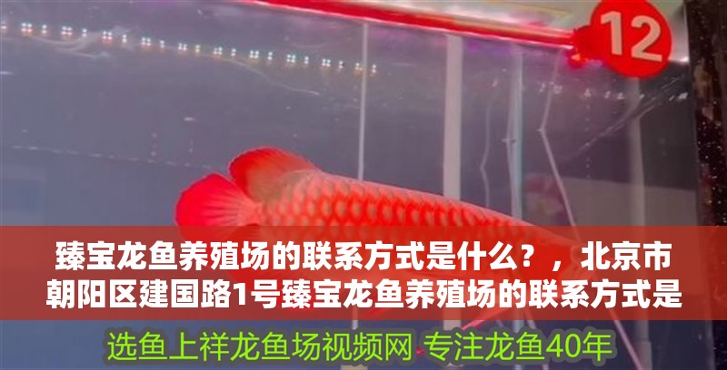 詳細閱讀:臻寶龍魚養殖場的聯系方式是什么?,北京市朝陽區建國路1號臻寶龍魚養殖場的聯系方式是什么 臻寶龍魚養殖場的聯系方式是什么?,北京市朝陽區建國路1號臻寶龍魚養殖場的聯系方式是什么