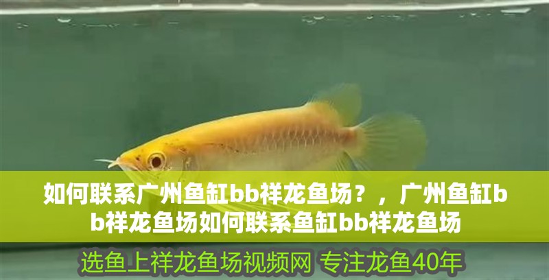 如何聯系廣州魚缸bb祥龍魚場？，廣州魚缸bb祥龍魚場如何聯系魚缸bb祥龍魚場 如何聯系廣州魚缸bb祥龍魚場？，廣州魚缸bb祥龍魚場如何聯系魚缸bb祥龍魚場 龍魚百科