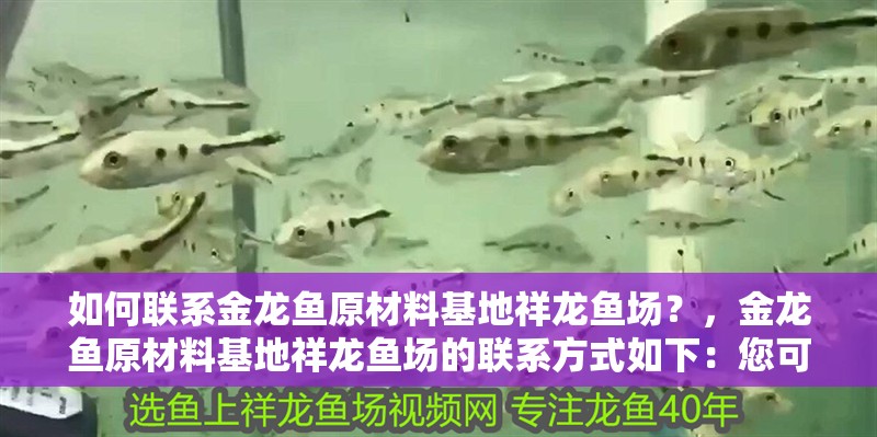 如何聯(lián)系金龍魚原材料基地祥龍魚場？，金龍魚原材料基地祥龍魚場的聯(lián)系方式如下：您可以通過撥打 如何聯(lián)系金龍魚原材料基地祥龍魚場？，金龍魚原材料基地祥龍魚場的聯(lián)系方式如下：您可以通過撥打 龍魚百科
