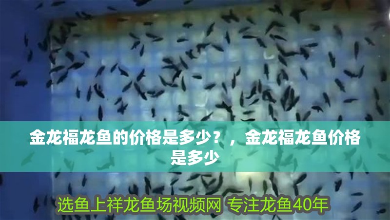 金龍福龍魚的價格是多少？，金龍福龍魚價格是多少 金龍福龍魚的價格是多少？，金龍福龍魚價格是多少 龍魚百科