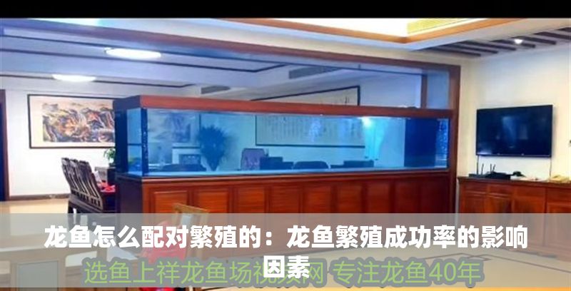 龍魚怎么配對繁殖的：龍魚繁殖成功率的影響因素