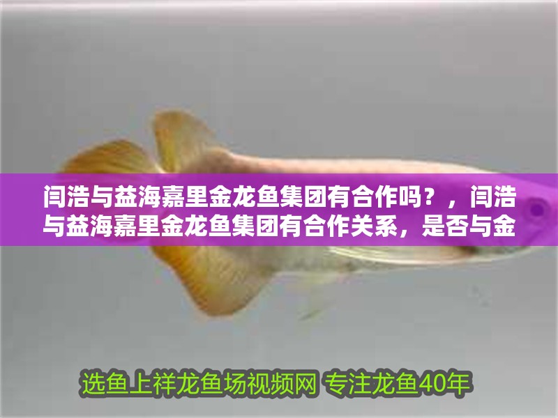 閆浩與益海嘉里金龍魚集團有合作嗎？，閆浩與益海嘉里金龍魚集團有合作關系，是否與金龍魚集團有過接觸 閆浩與益海嘉里金龍魚集團有合作嗎？，閆浩與益海嘉里金龍魚集團有合作關系，是否與金龍魚集團有過接觸 龍魚百科