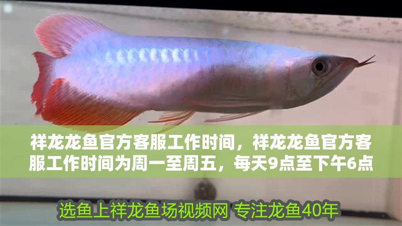 祥龍龍魚官方客服工作時間，祥龍龍魚官方客服工作時間為周一至周五，每天9點至下午6點 祥龍龍魚官方客服工作時間，祥龍龍魚官方客服工作時間為周一至周五，每天9點至下午6點 龍魚百科