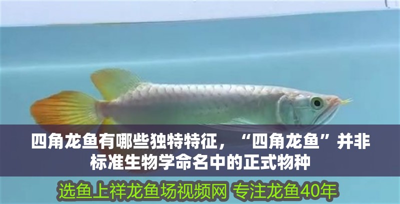 四角龍魚有哪些獨特特征，“四角龍魚”并非標準生物學命名中的正式物種 四角龍魚有哪些獨特特征，“四角龍魚”并非標準生物學命名中的正式物種 龍魚百科