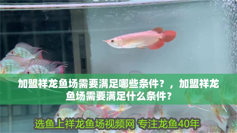 加盟祥龍魚場需要滿足哪些條件？，加盟祥龍魚場需要滿足什么條件？ 加盟祥龍魚場需要滿足哪些條件？，加盟祥龍魚場需要滿足什么條件？ 龍魚百科