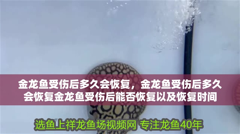 金龍魚受傷后多久會恢復，金龍魚受傷后多久會恢復金龍魚受傷后能否恢復以及恢復時間 金龍魚受傷后多久會恢復，金龍魚受傷后多久會恢復金龍魚受傷后能否恢復以及恢復時間 龍魚百科