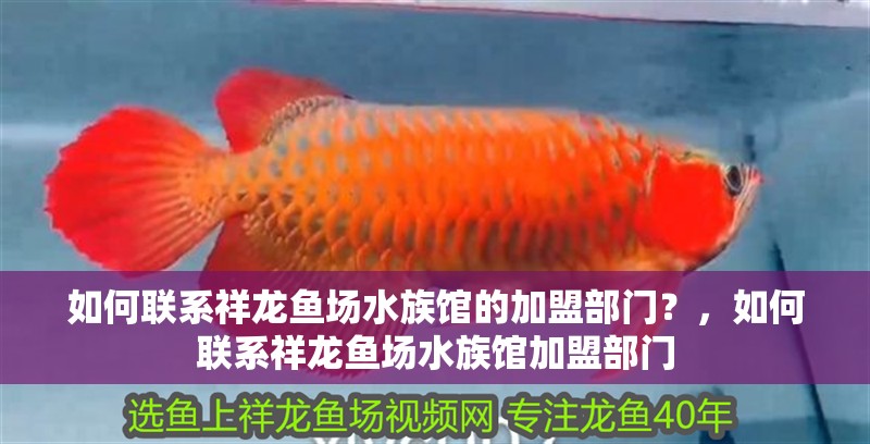 如何聯(lián)系祥龍魚場(chǎng)水族館的加盟部門？，如何聯(lián)系祥龍魚場(chǎng)水族館加盟部門 如何聯(lián)系祥龍魚場(chǎng)水族館的加盟部門？，如何聯(lián)系祥龍魚場(chǎng)水族館加盟部門 龍魚百科